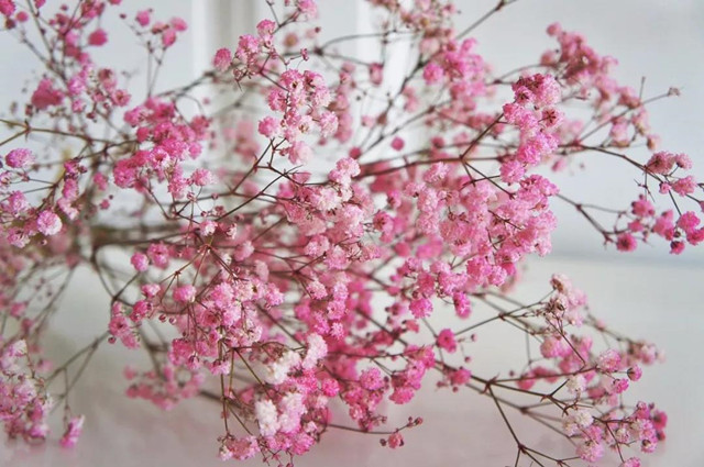 裝修好了美美的陽臺該選什么花呢？