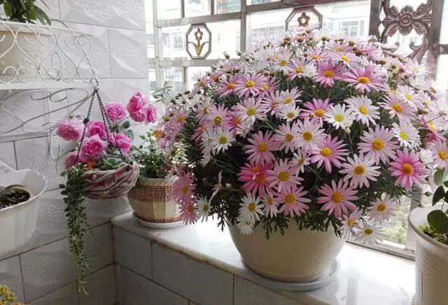 裝修好了美美的陽臺該選什么花呢？