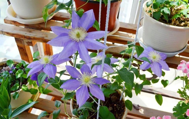 裝修好了美美的陽臺該選什么花呢？