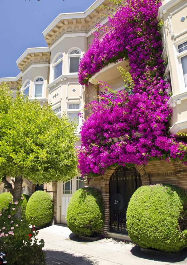 裝修好了美美的陽臺該選什么花呢？