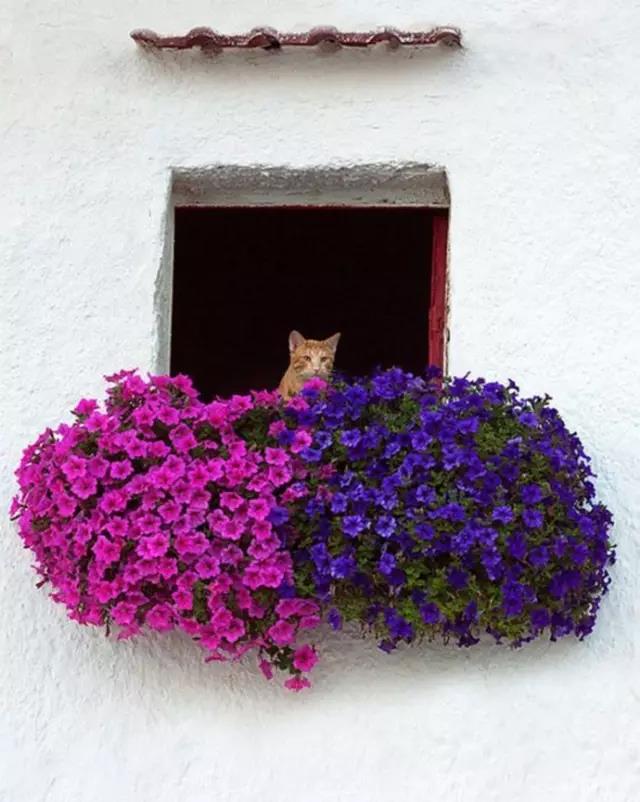 裝修好了美美的陽臺該選什么花呢？