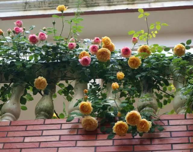 裝修好了美美的陽臺該選什么花呢？