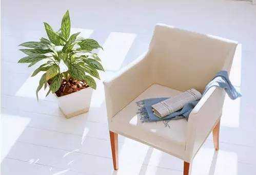 家中綠植你真的知道該怎么選嗎