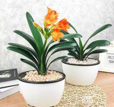 家中綠植你真的知道該怎么選嗎