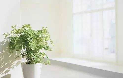 家中綠植你真的知道該怎么選嗎