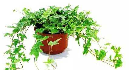 家中綠植你真的知道該怎么選嗎