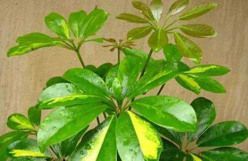 家中綠植你真的知道該怎么選嗎