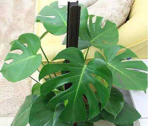 家中綠植你真的知道該怎么選嗎