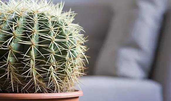 家中綠植你真的知道該怎么選嗎